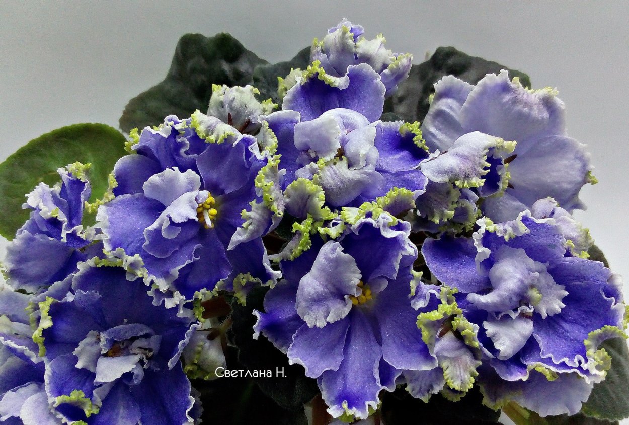 Фиалка Bewitchin Jeannie