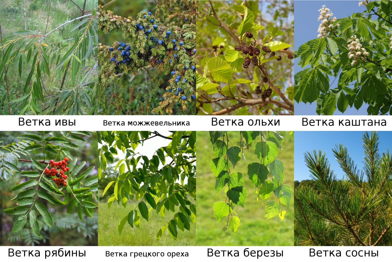 Красивый заяц