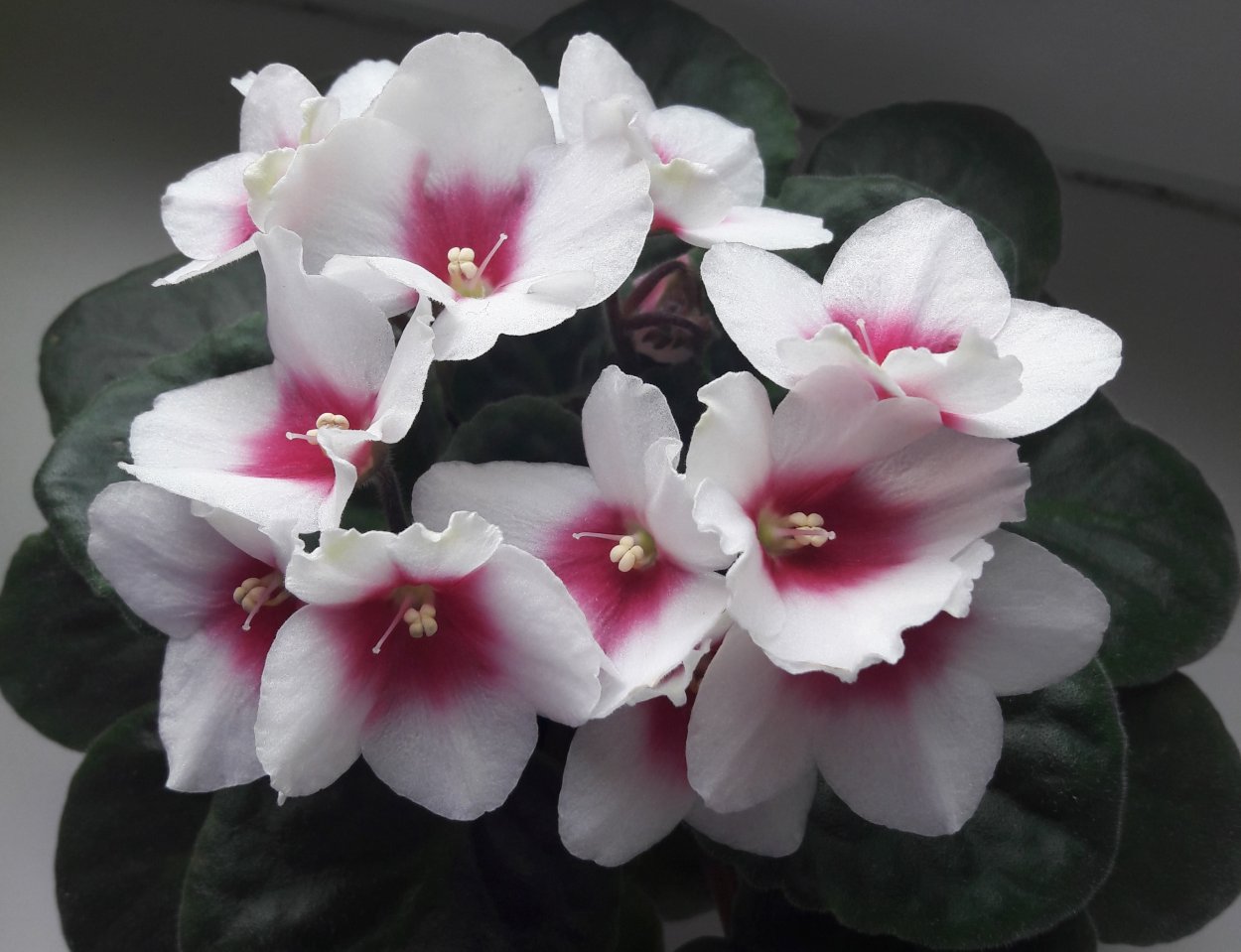 Фиалка Optimara Kansas