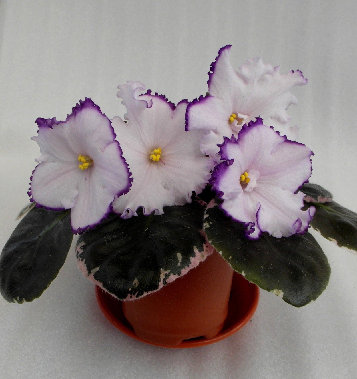 Фиалка поцелуй