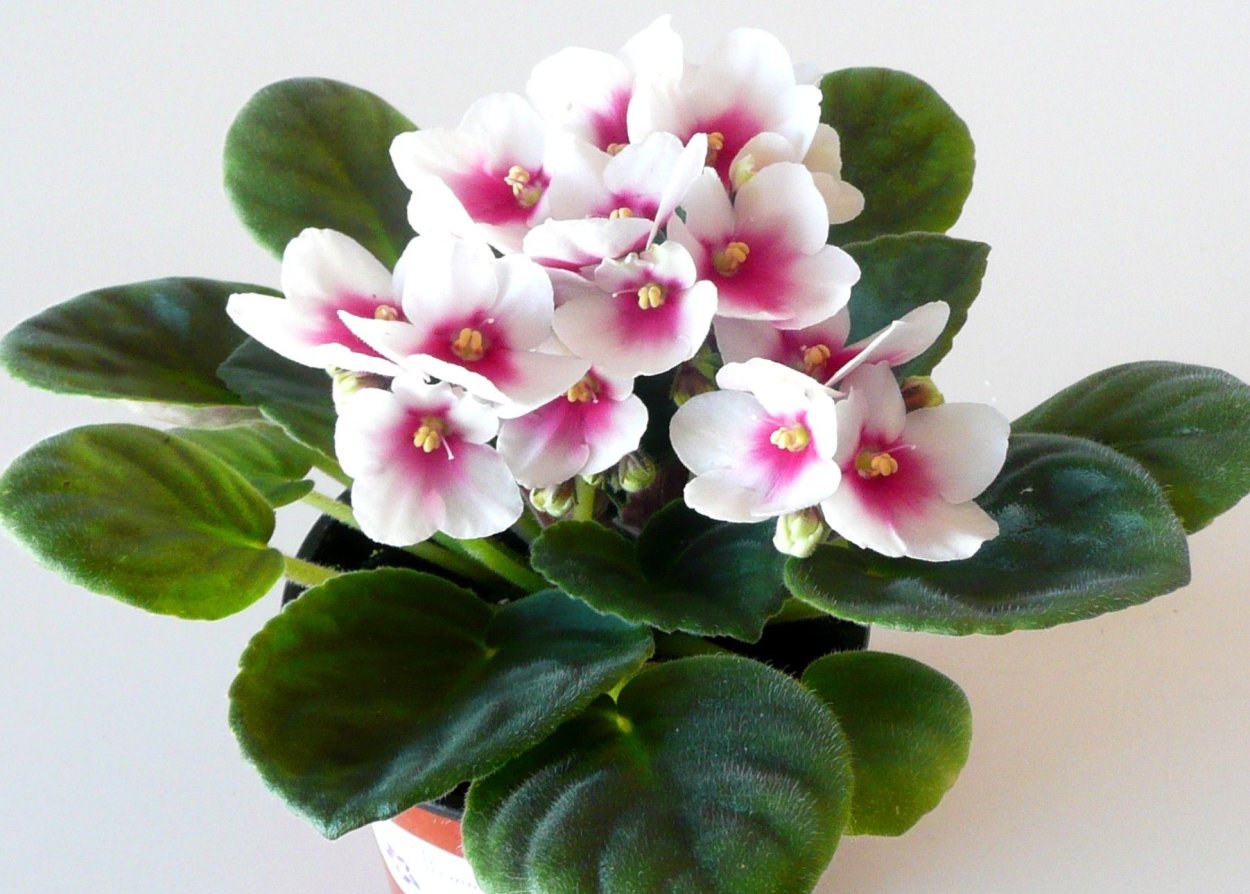 Optimara mydesire фиалка