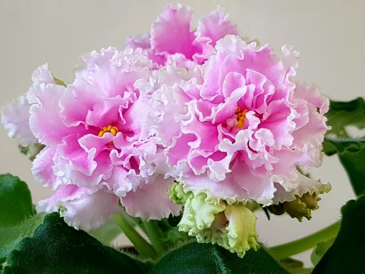 Фиалка чаровница