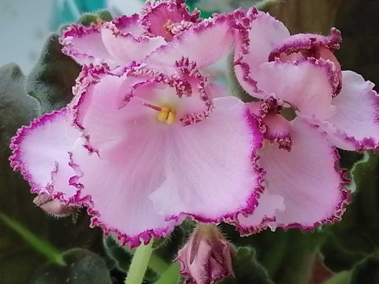 Фиалка Эйва