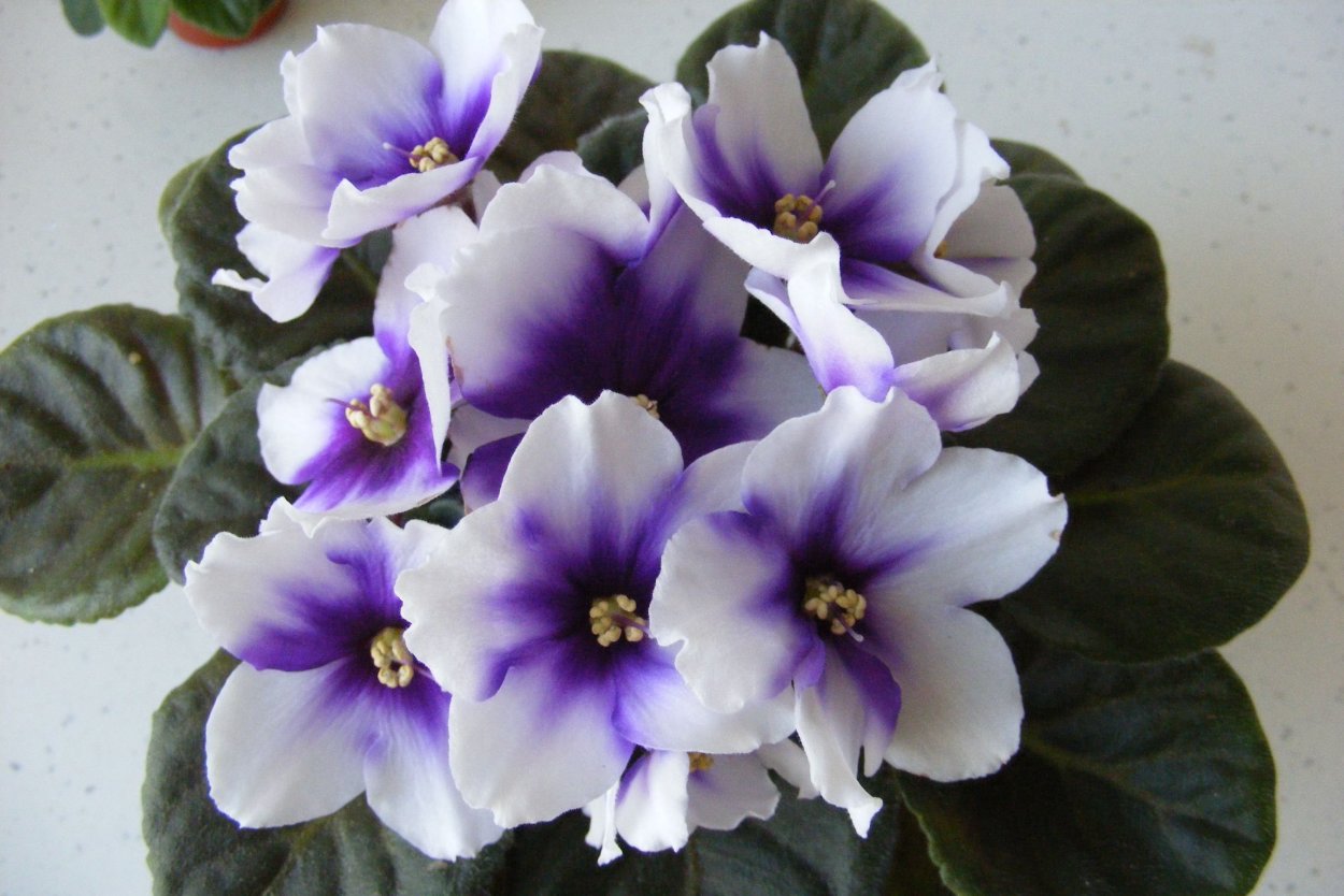 АВ-загадочный лес (Фиалковод)