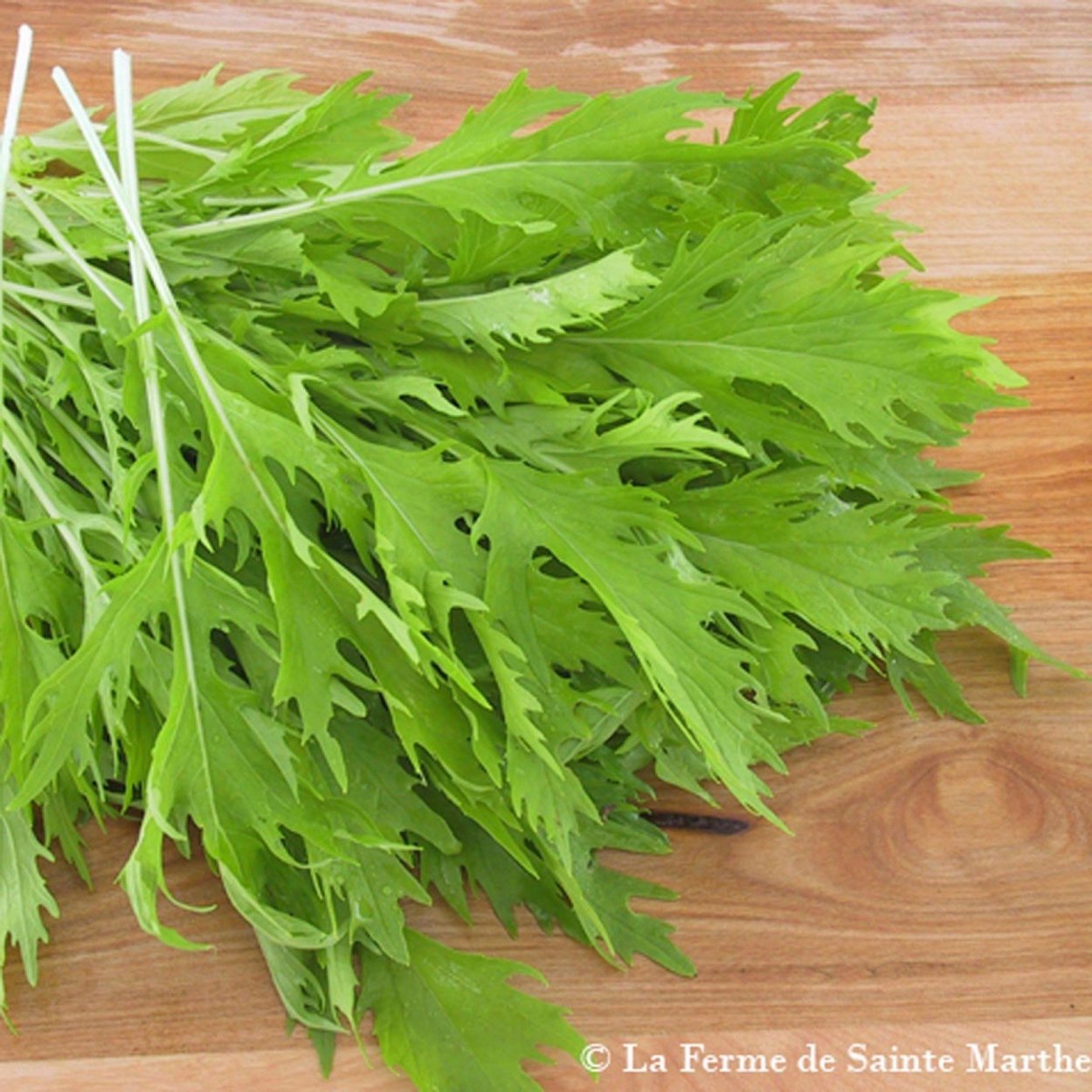 Щавель Шпинатный