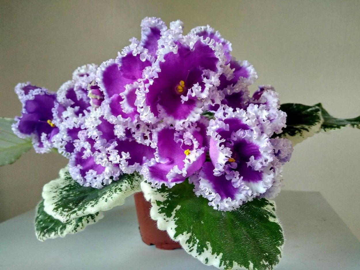 Нд-копи Тальяна