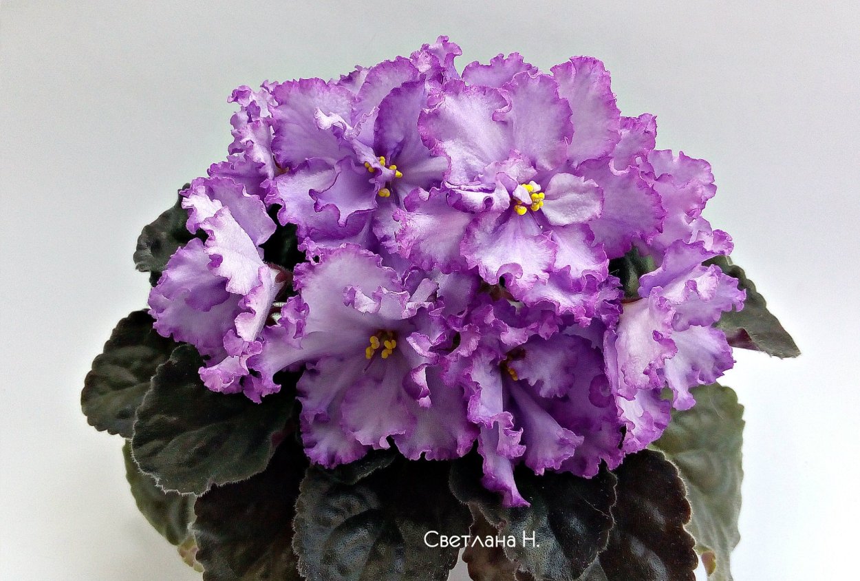 Сорт фиалки Шах Шахрияр