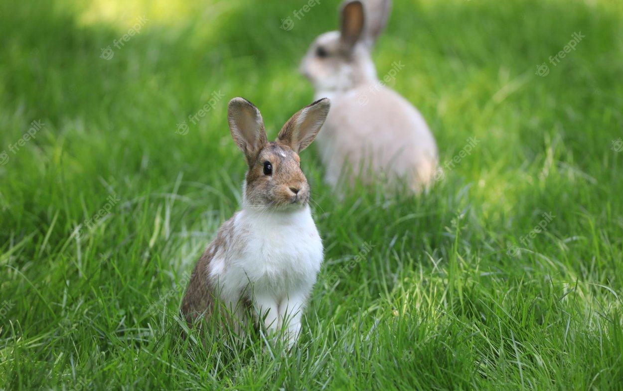 Растения и животные