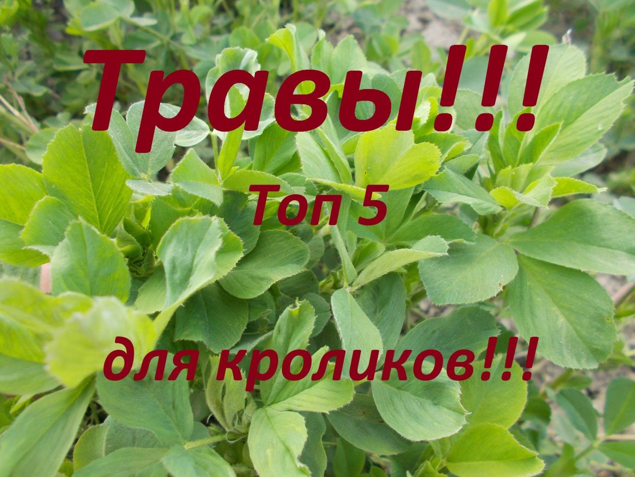 Полезные растения для кроликов