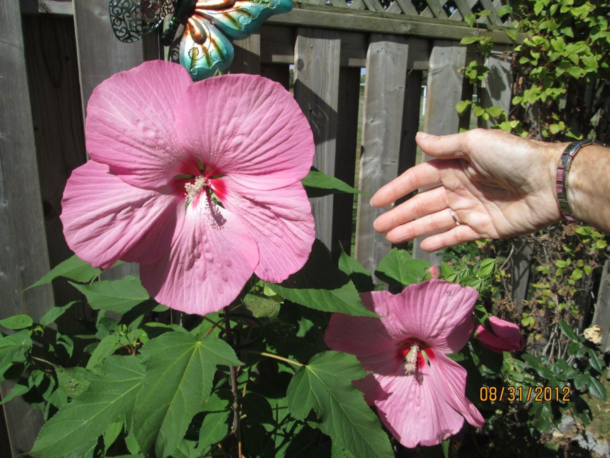 Гибискус Пинк Элефант