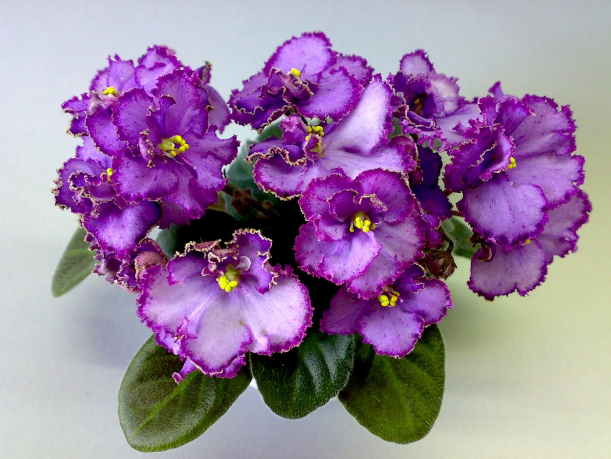 Фиалка РС ловелас