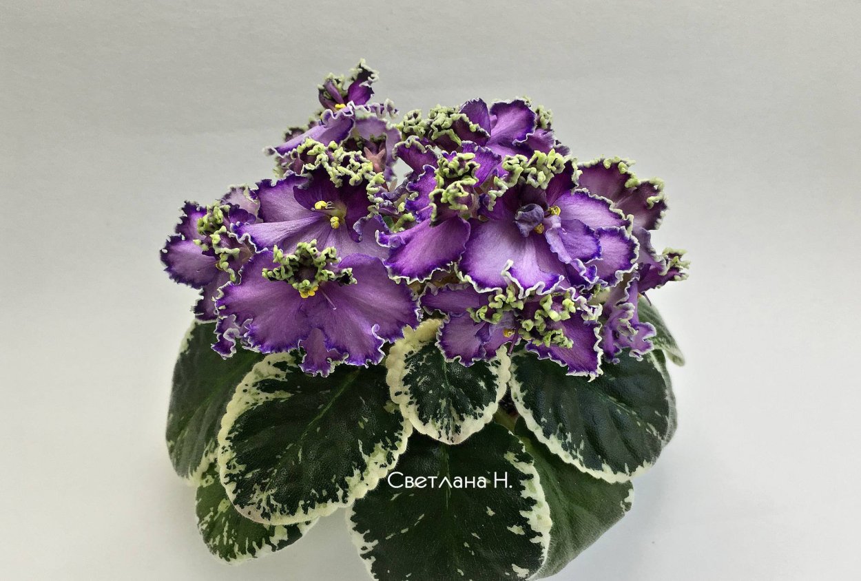 Фиалка пт Любава