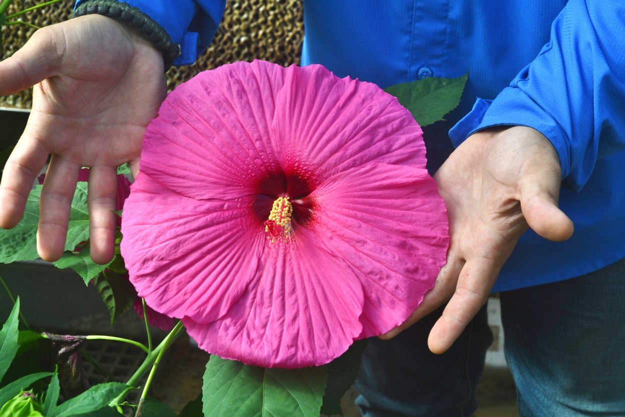 Гибискус Hibiscus moscheutos