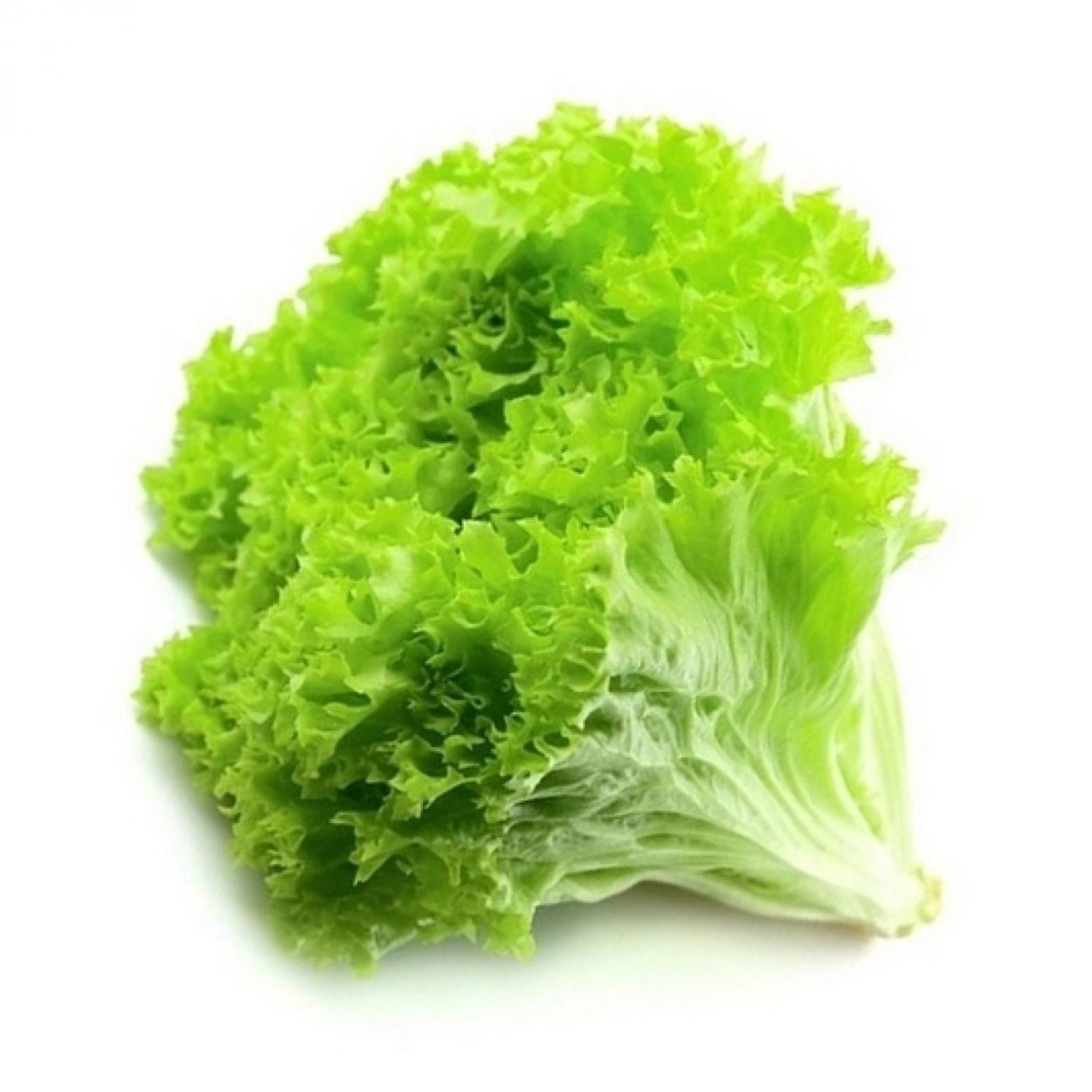 Rocca растение