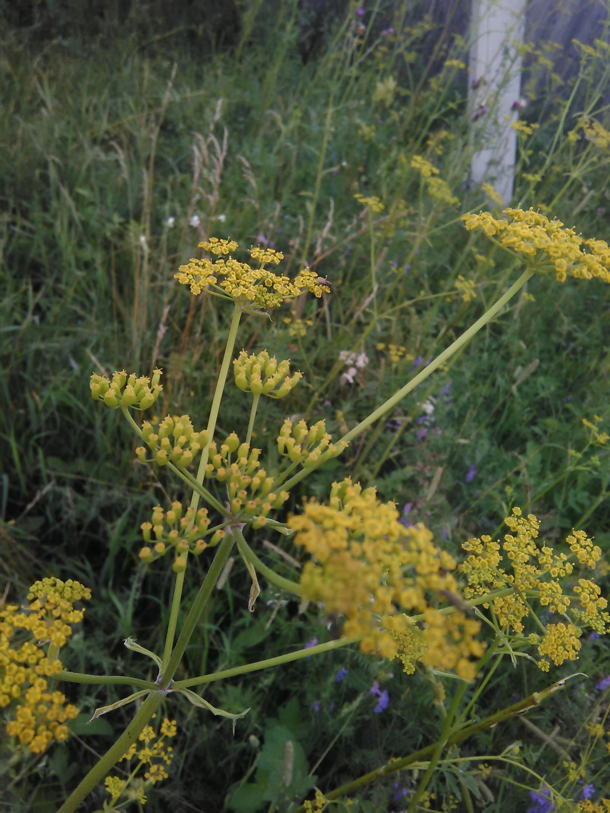 Ядовитые травы для кроликов