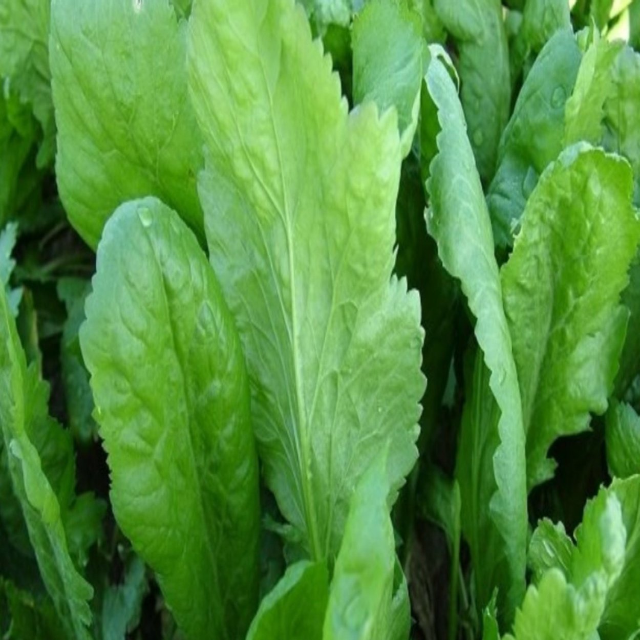 8 Полезных трав которые можно вырастить дома