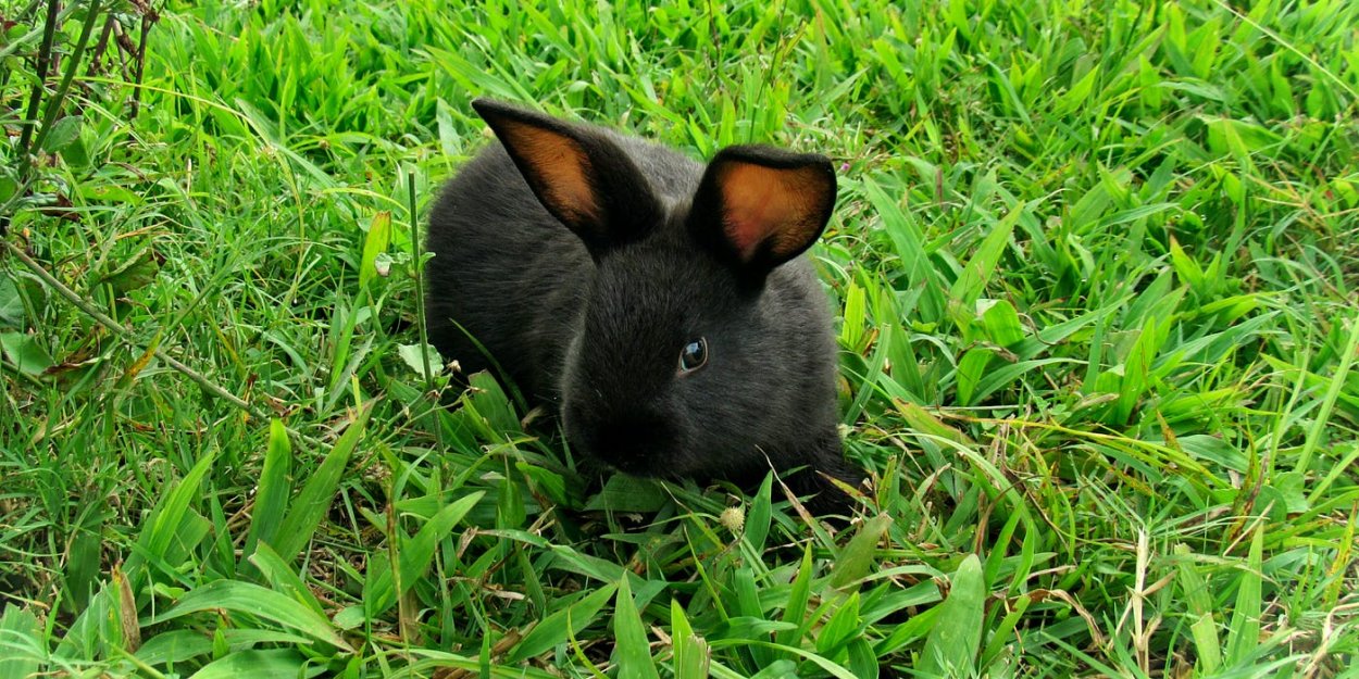 Растения для кроликов