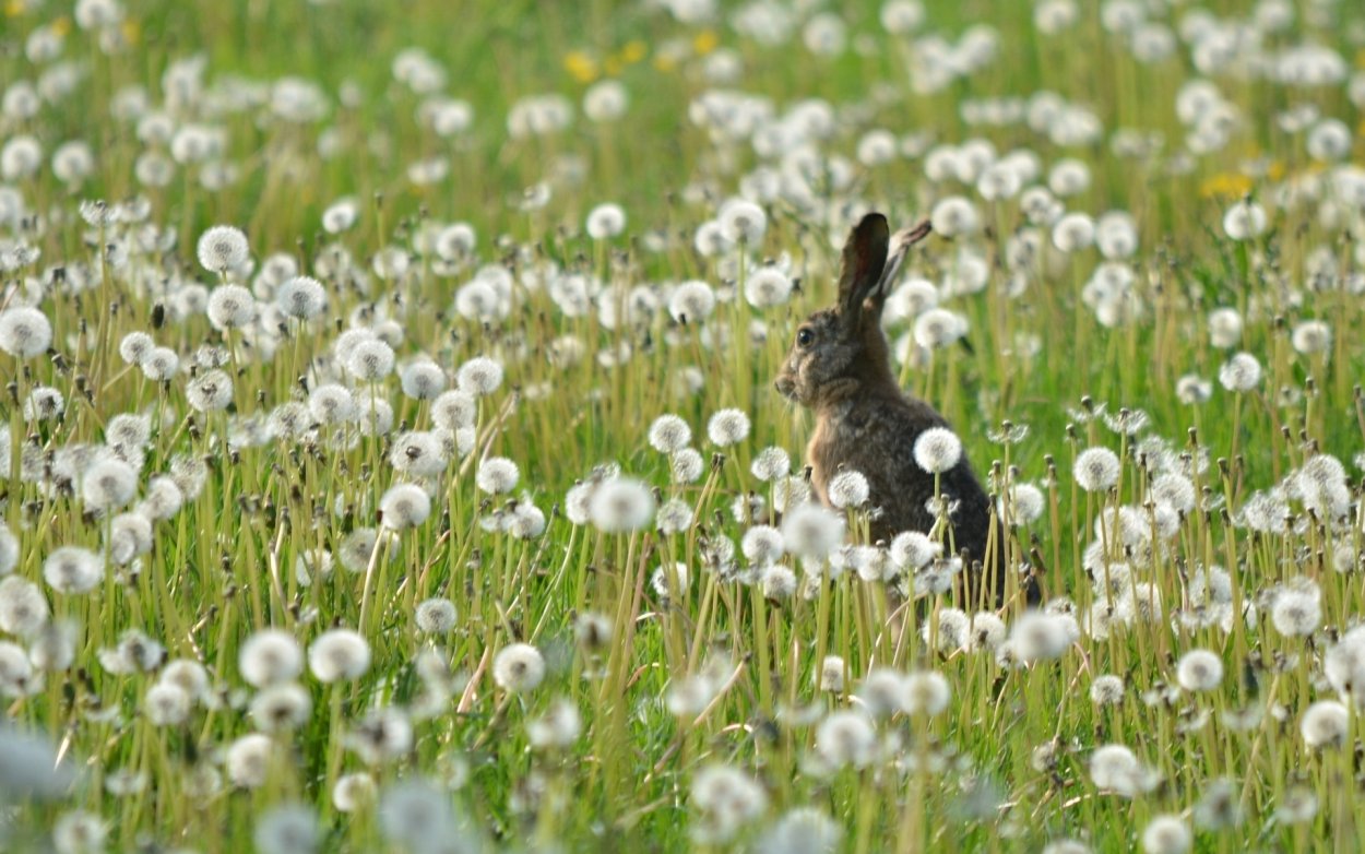 Ветки деревьев для кроликов
