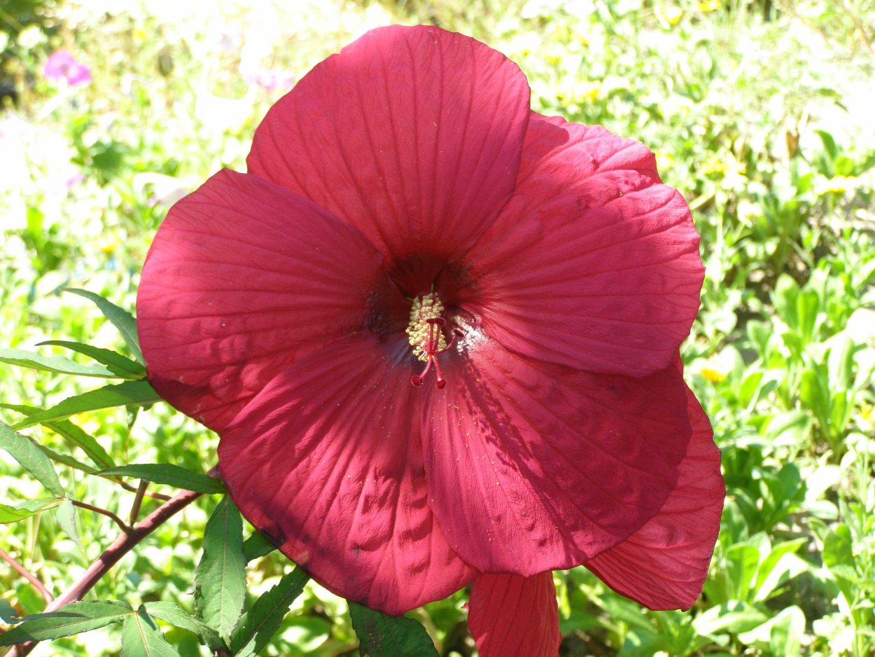 Гибискус травянистый