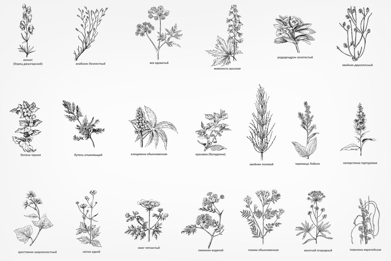 Ядовитые растения для коз