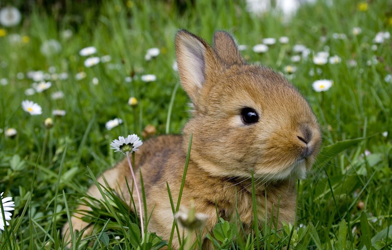 Кролик ест одуванчик