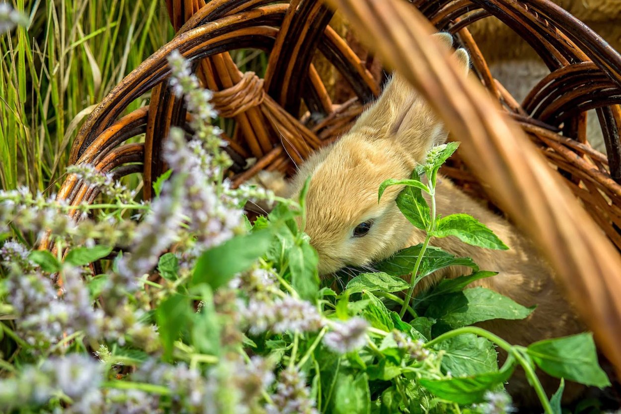 Трава крольчатник