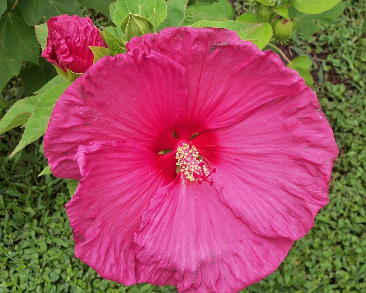 Гибискус Jazzberry Jam