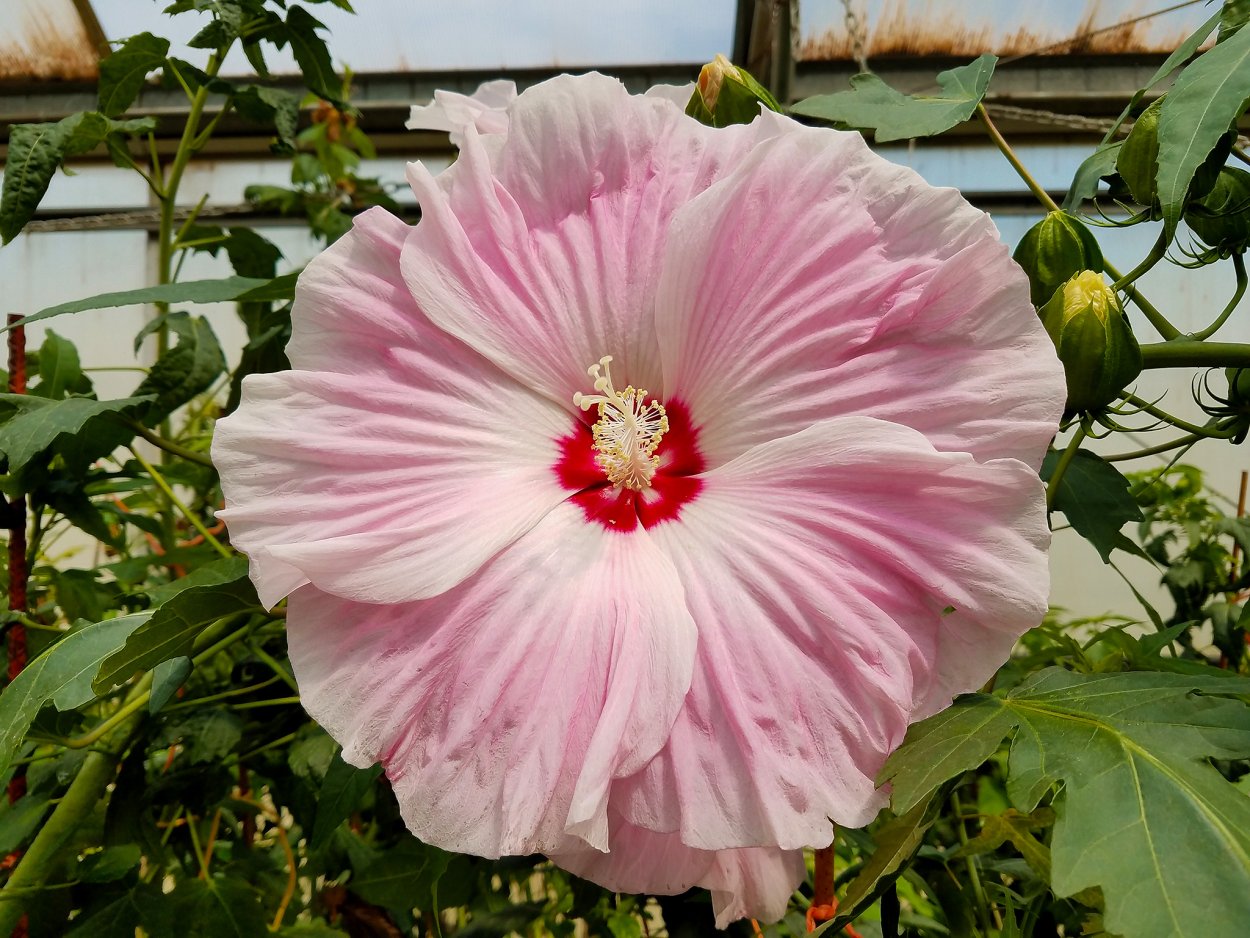 Гибискус травянистый