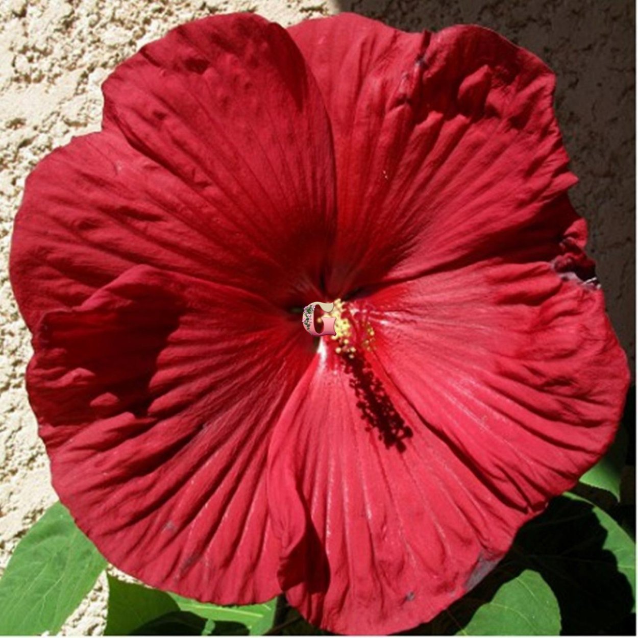 Гибискус травянистый фаербол