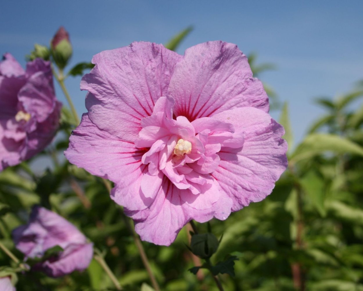 Гибискус Лавандер Шиффон