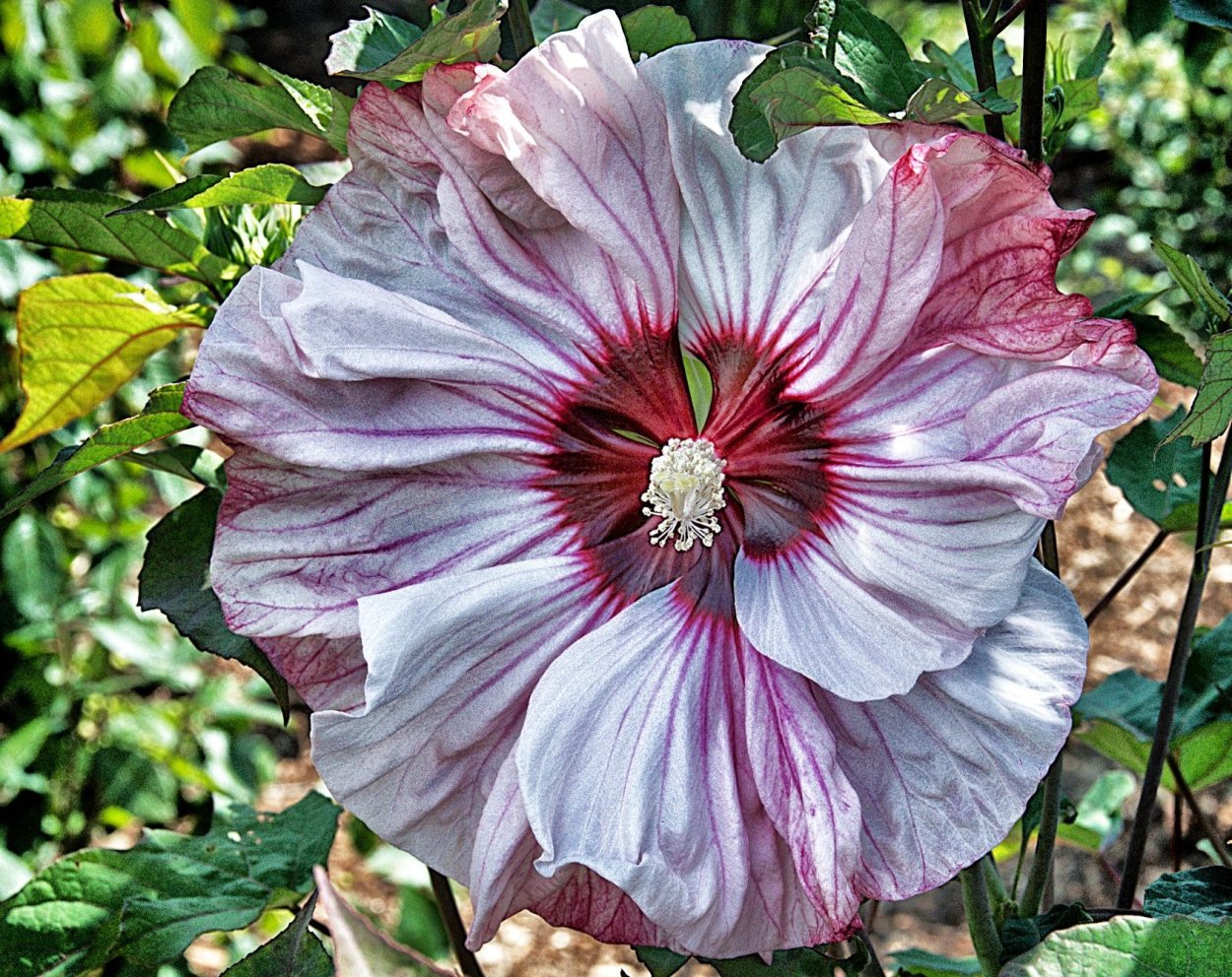 Гибискус Cherry Cheesecake