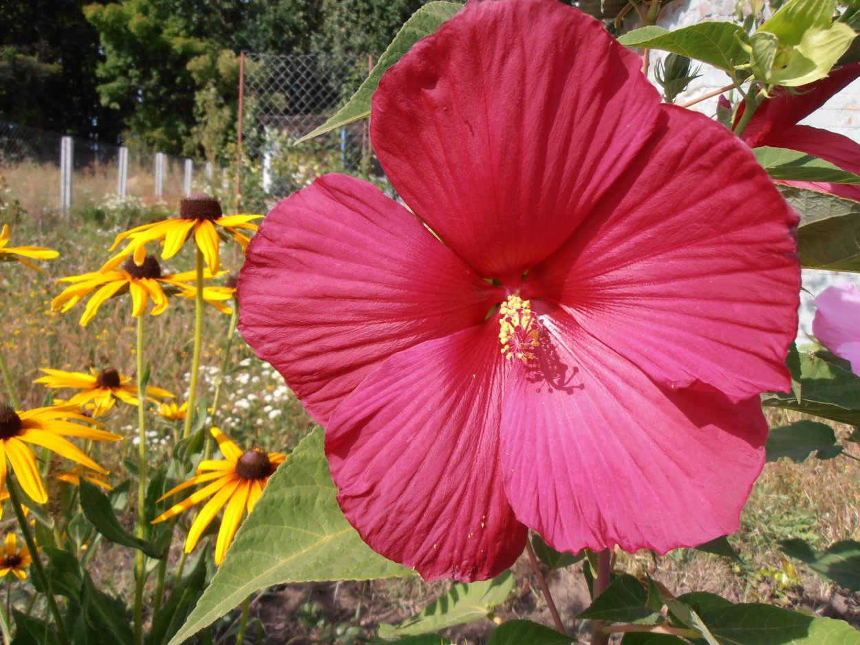 Гибискус травянистый Каролина