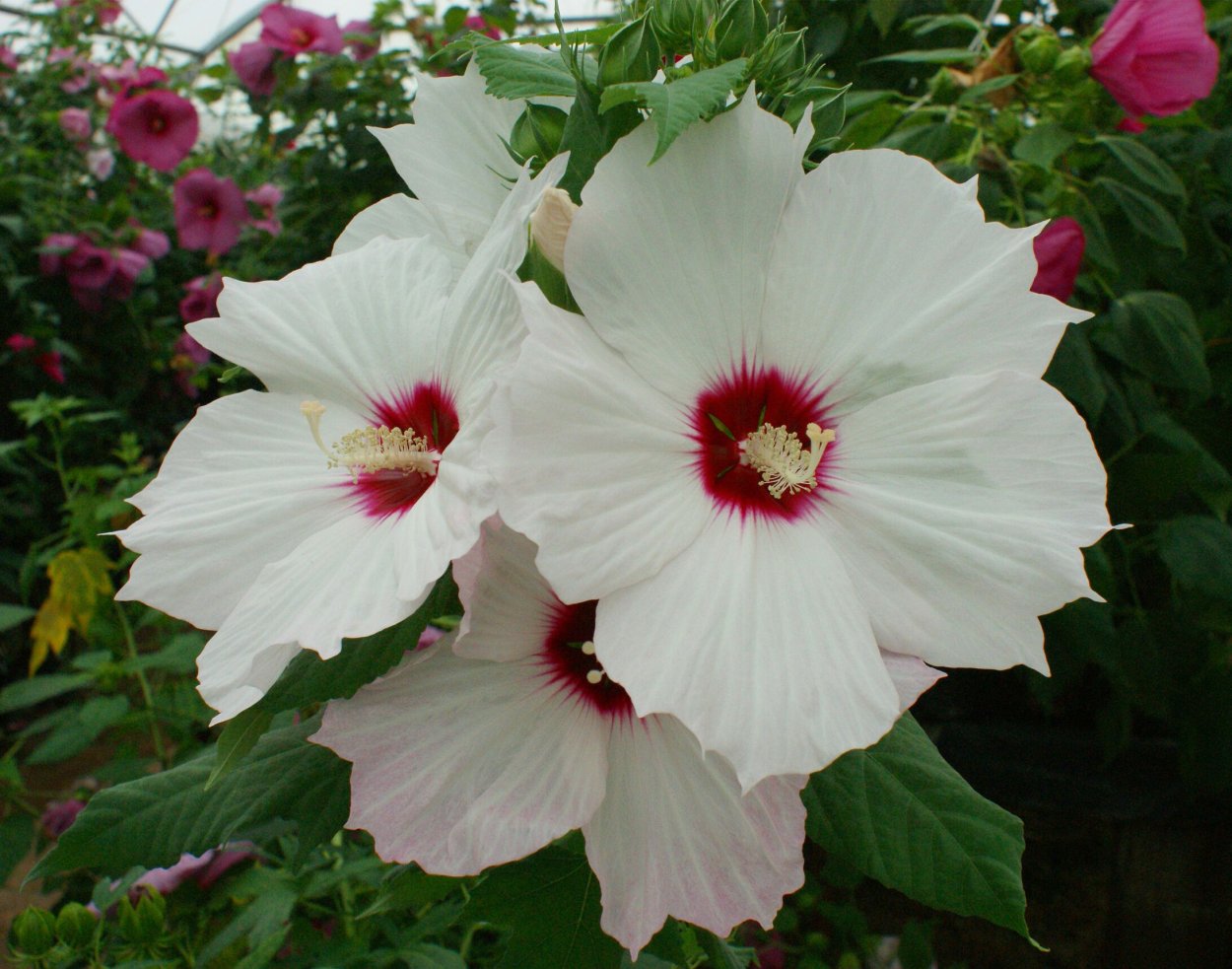 Гибискус Олд Йелла