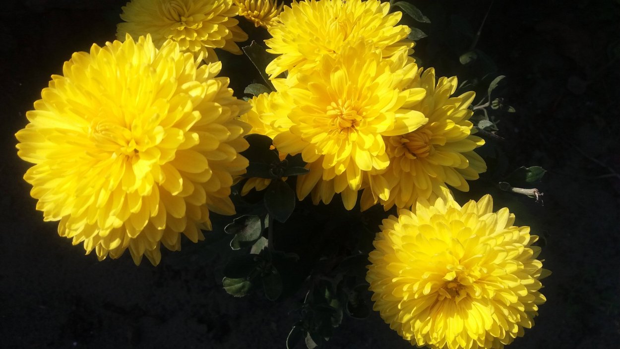 Хризантема корейская Амбрия