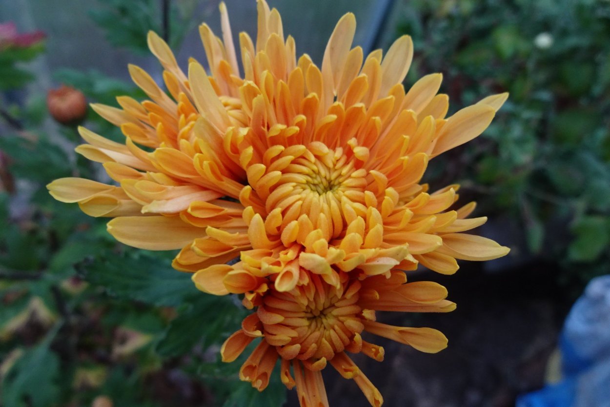 Хризантема корейская Ватра