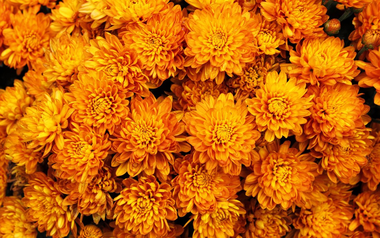 Хризантема Книпскис