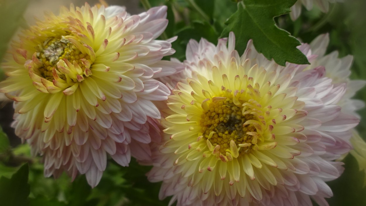 Хризантема Эвелин Буш