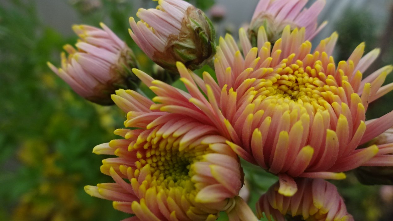 Хризантема корейская Меотида