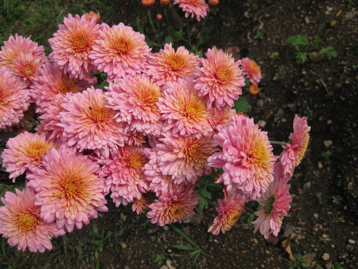 Хризантема корейская (Chrysanthemum x koreanum)