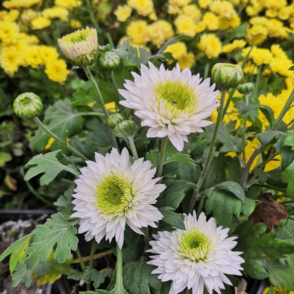 Хризантема Этна