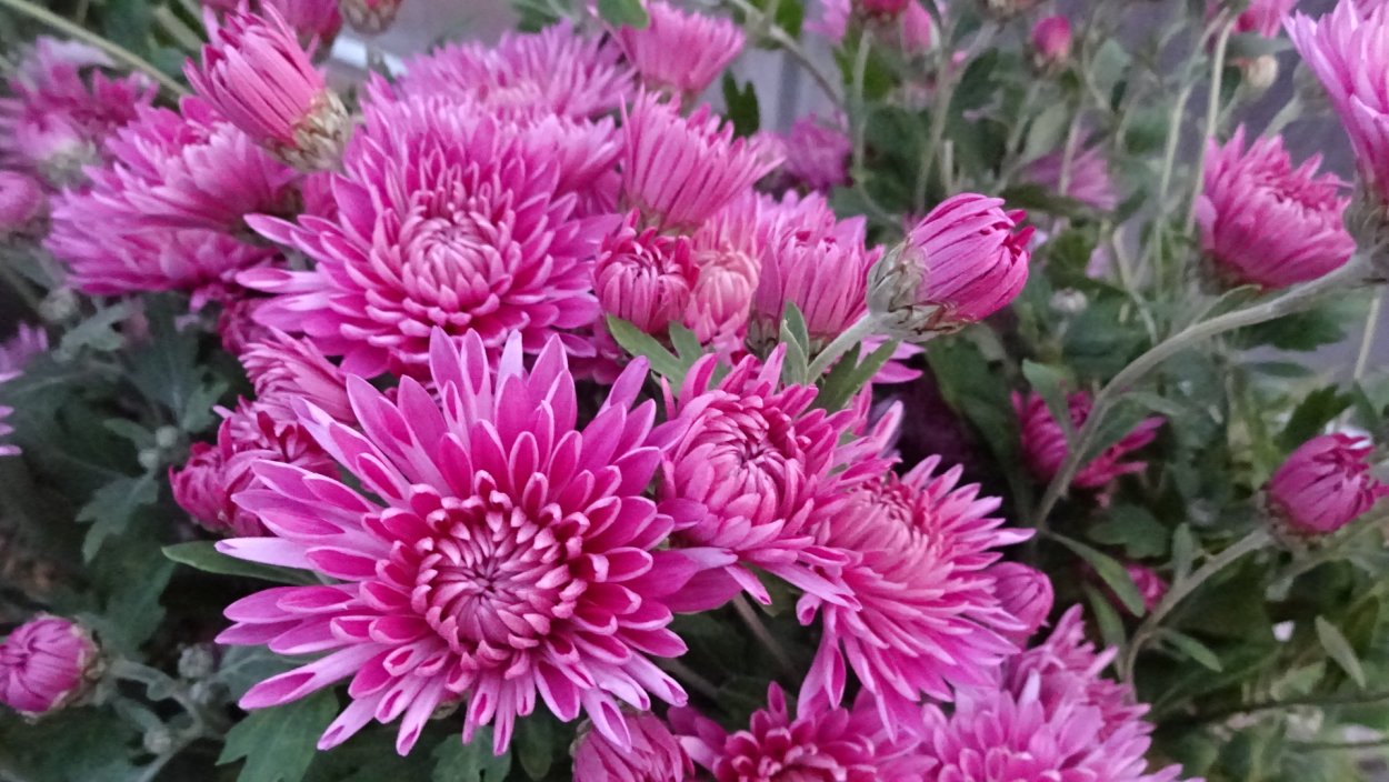 Хризантема мультифлора Бранбич оранж