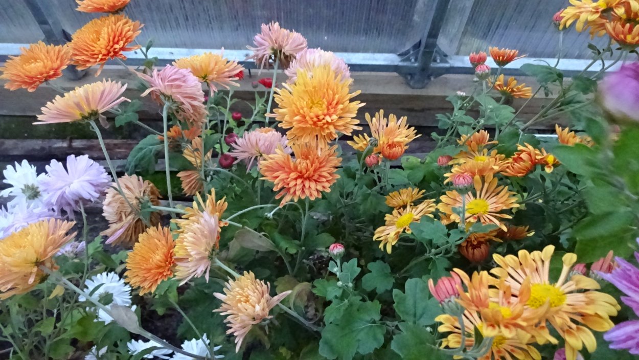 Хризантема корейская Меотида