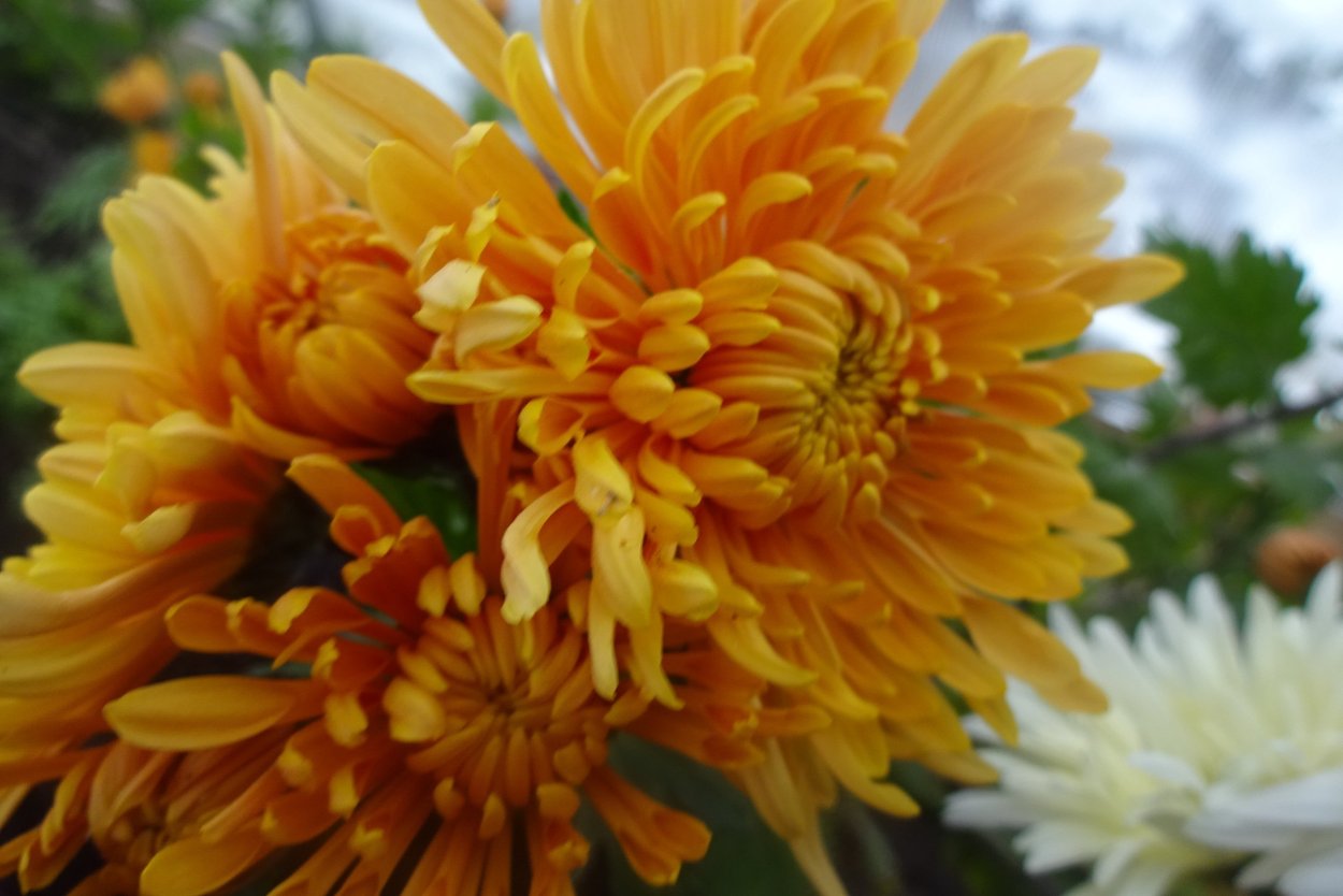 Хризантема бордюрная Рейнбоу Сансет