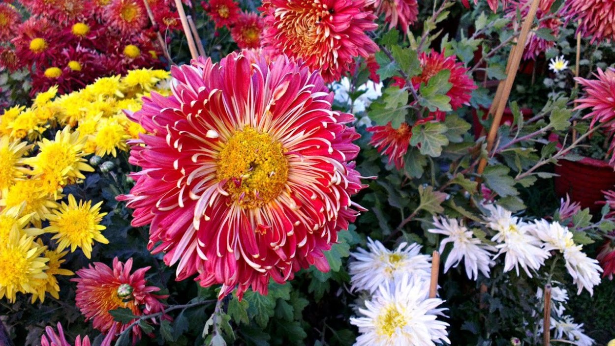 Никитский Ботанический сад хризантемы
