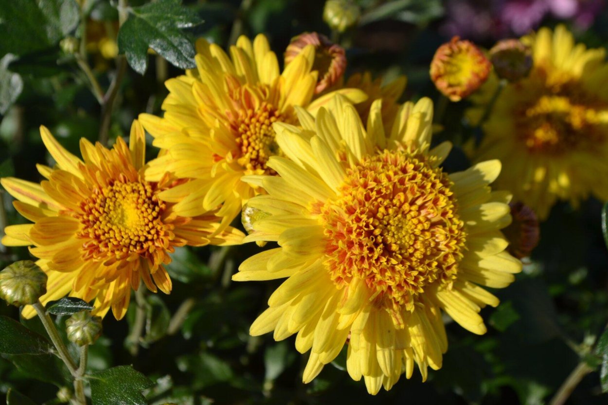 Хризантема корейская Алиса