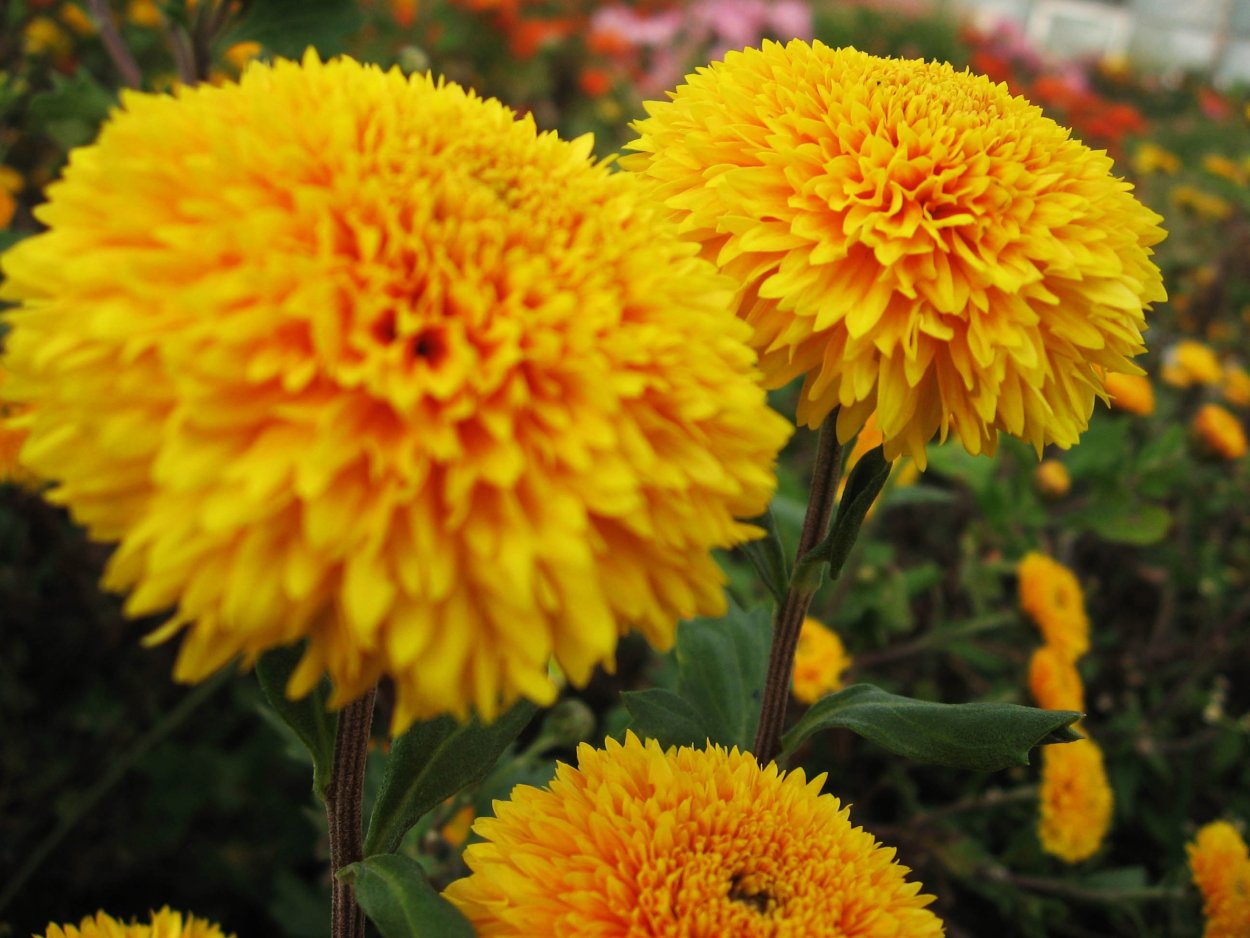 Корейская Хризантема злато скифов