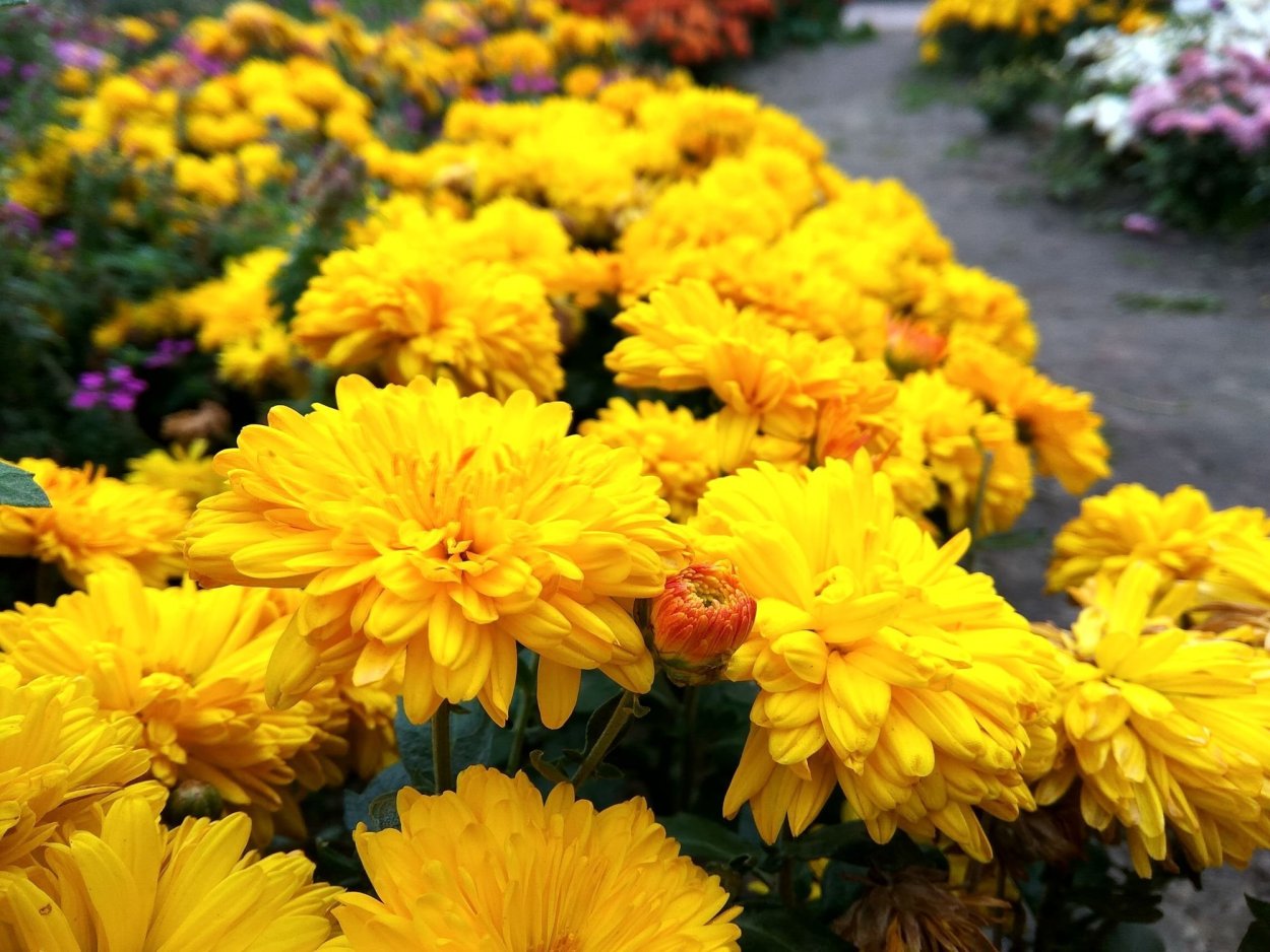 Хризантема корейская Меотида