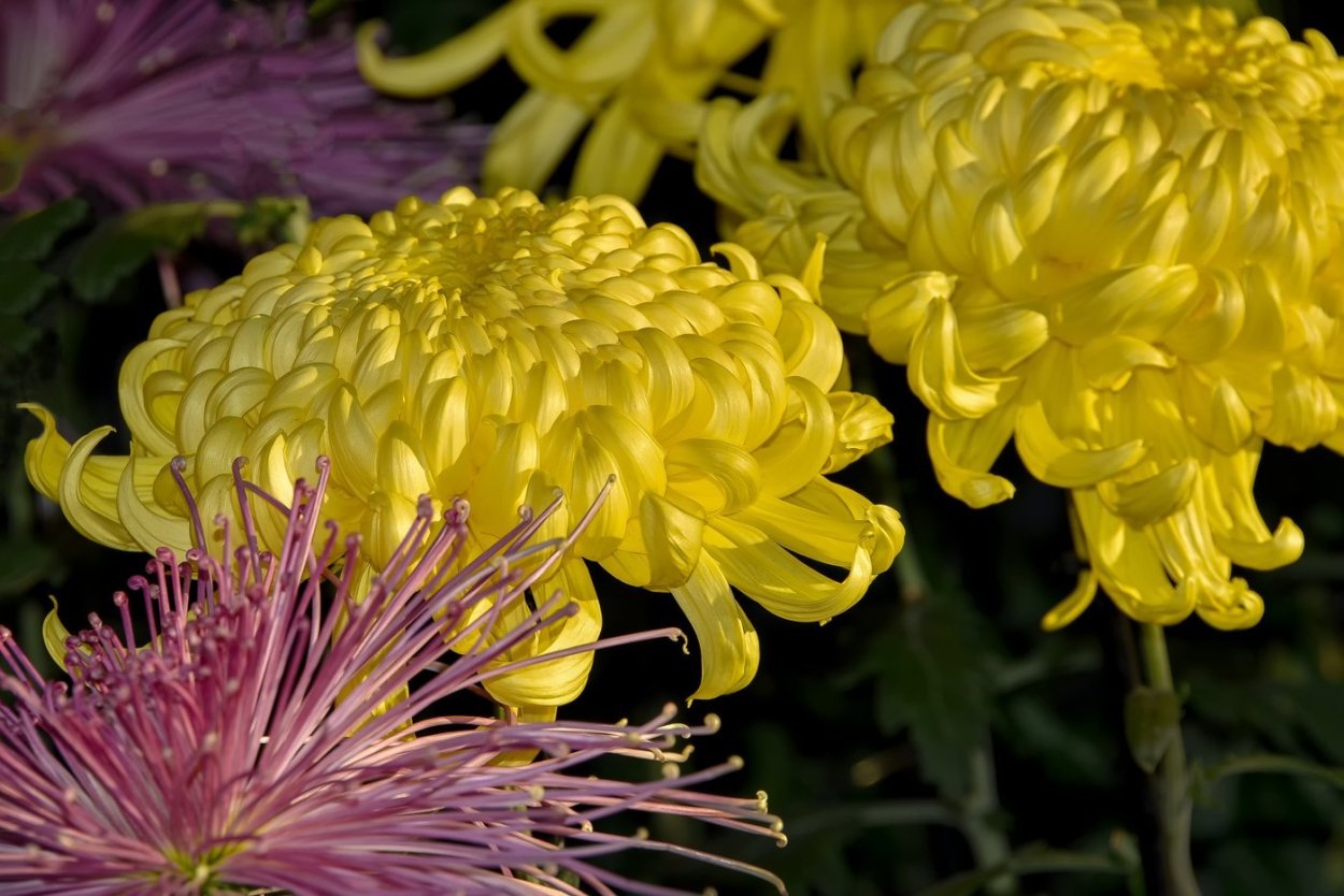 Хризантема золотистый апельсин