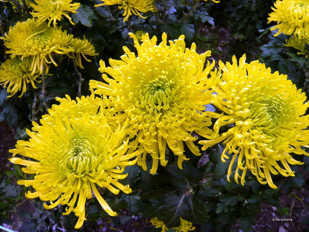 Хризантема корейская КНИПСИС