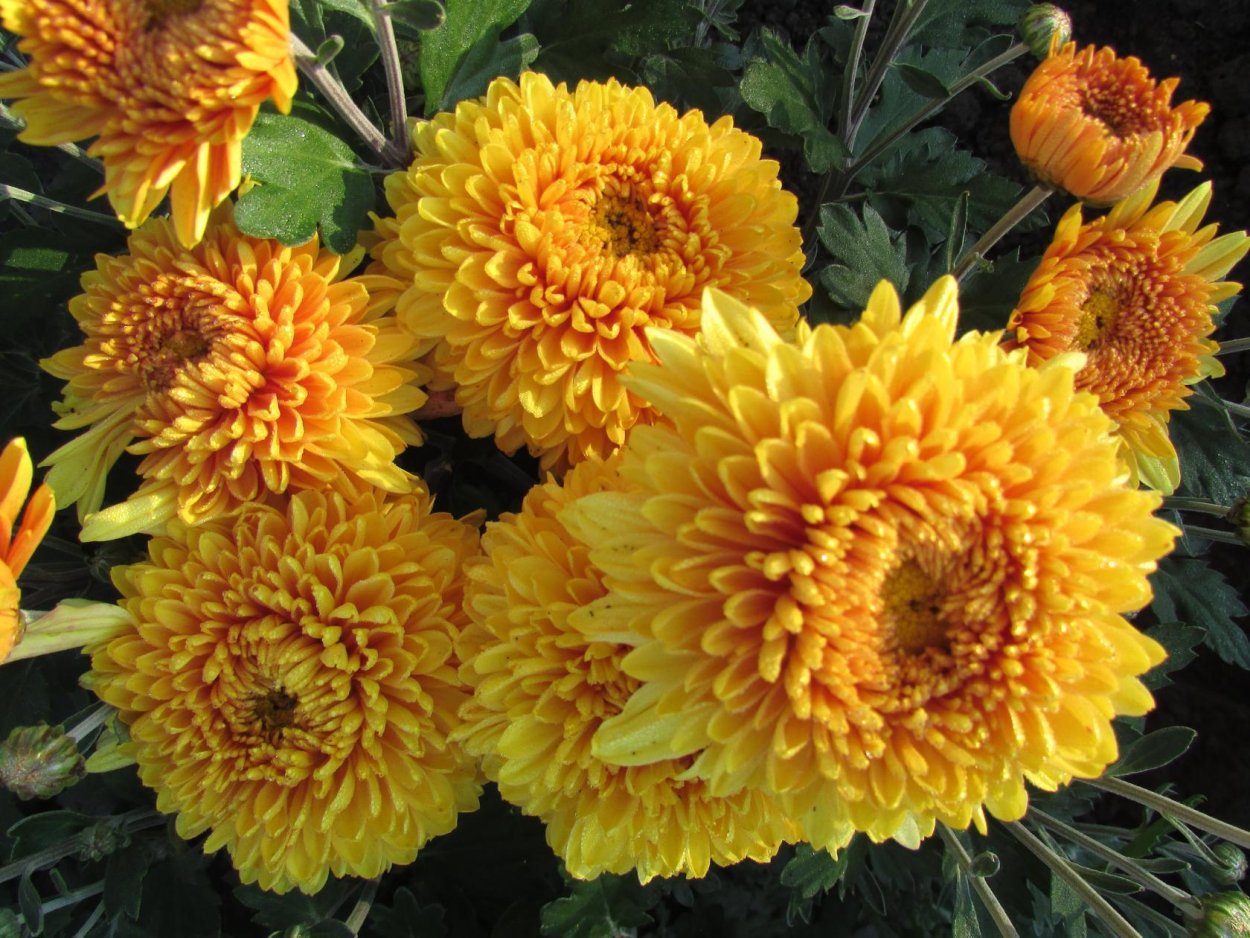 Копикет Еллоу Хризантема корейская